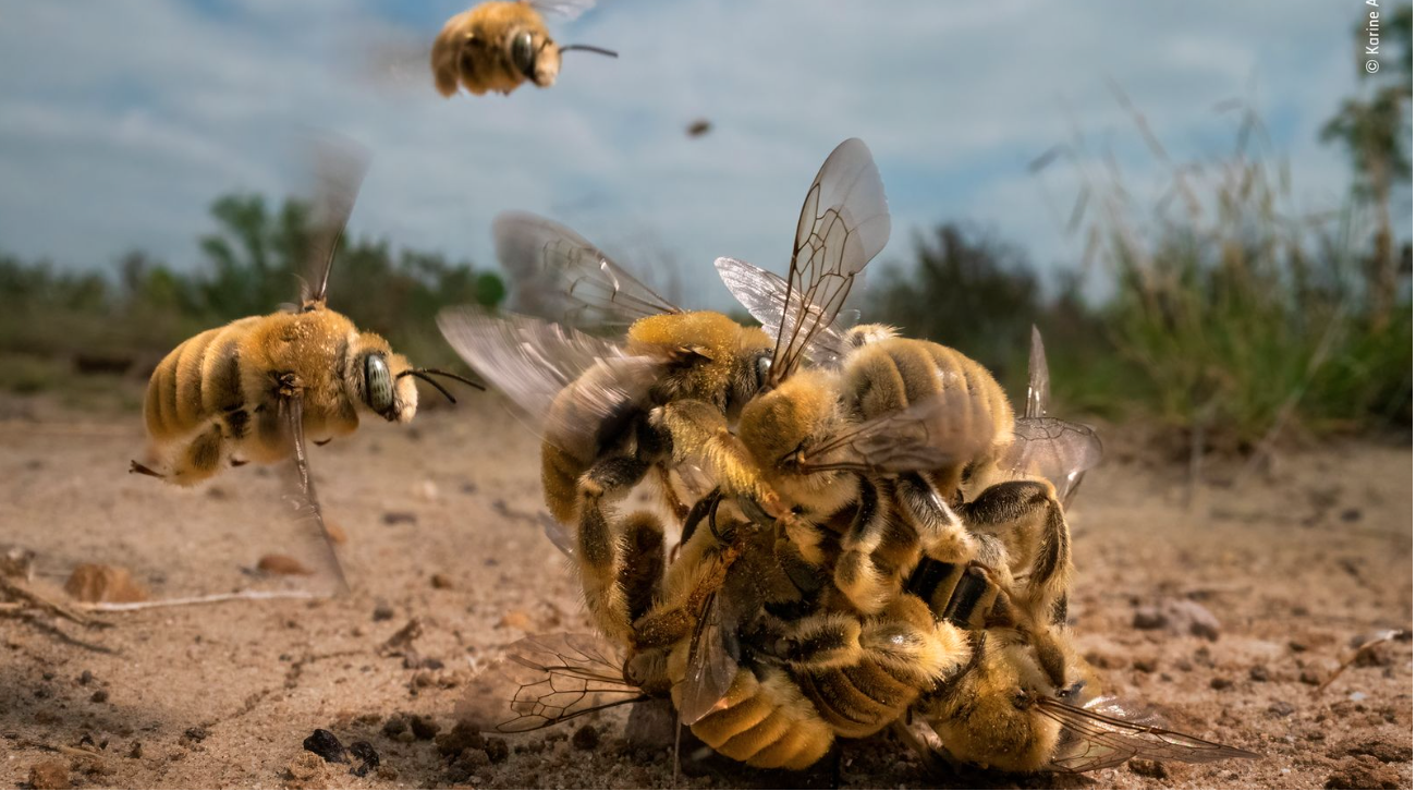 ‘Wildlife Photographer of the Year’ 2022-  List of all the winners
