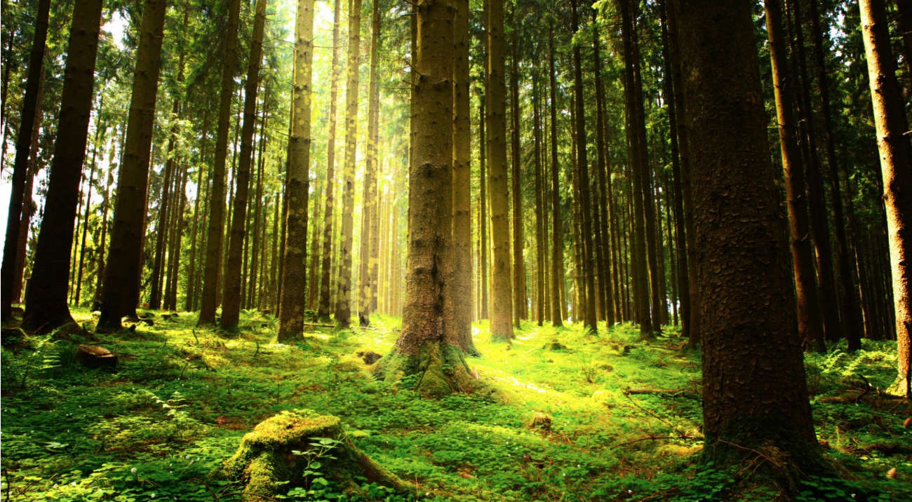 European Law Society advocates for the legal rights of animals, trees, and rivers