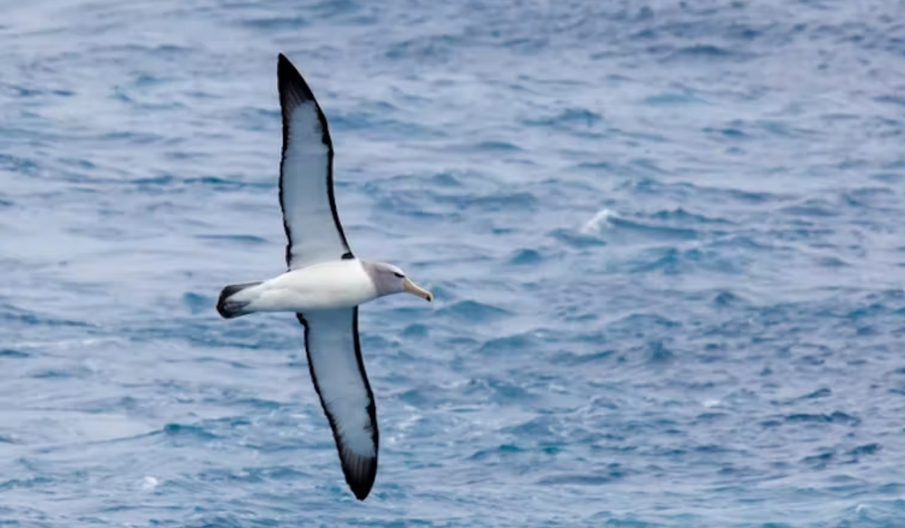 New Zealand’s marine report: Microplastics found in 75% of fish, 90% of seabirds on the verge of extinction