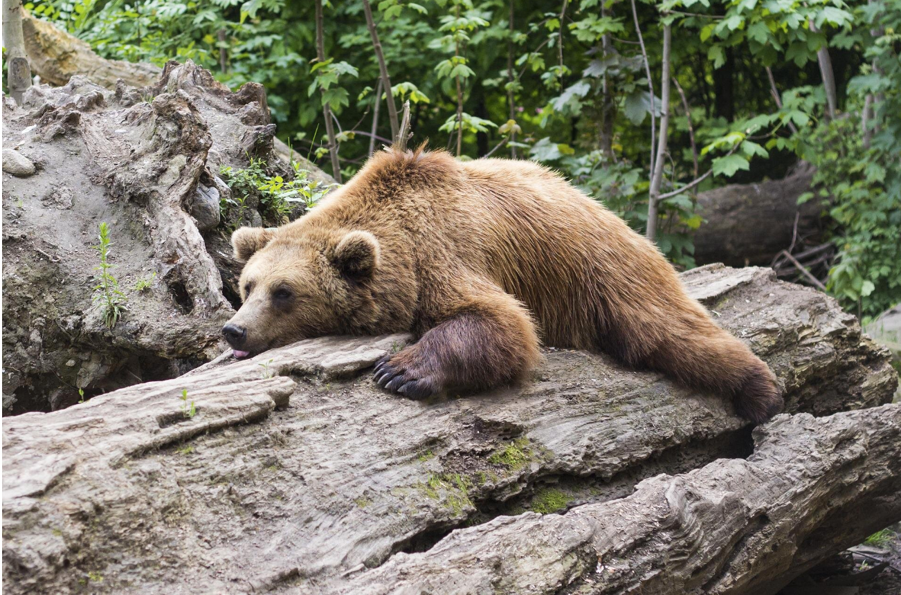 Hibernating bears could hold a clue to treating diabetes: Study
