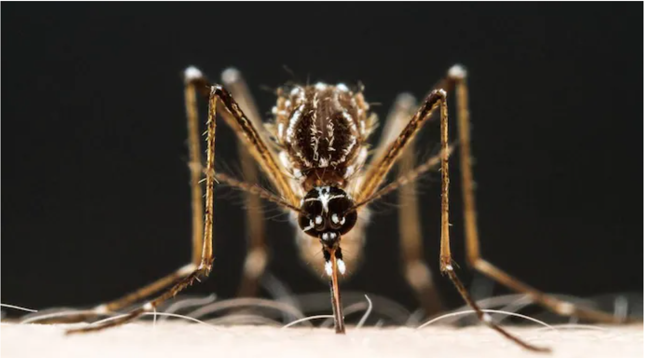 Breezy Explainer: Are you a mosquito magnet? It may be because of your smell: Study
