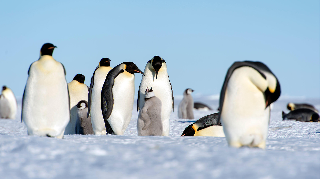 Emperor penguins declared threatened species by US due to existential risk