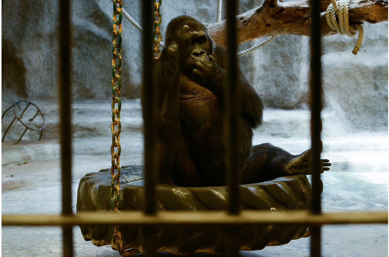 ‘World loneliest gorilla’ caged in a mall for 32 years seeks freedom