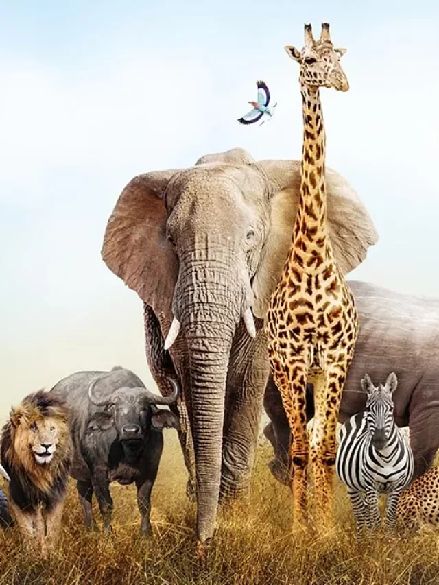 Animal facts