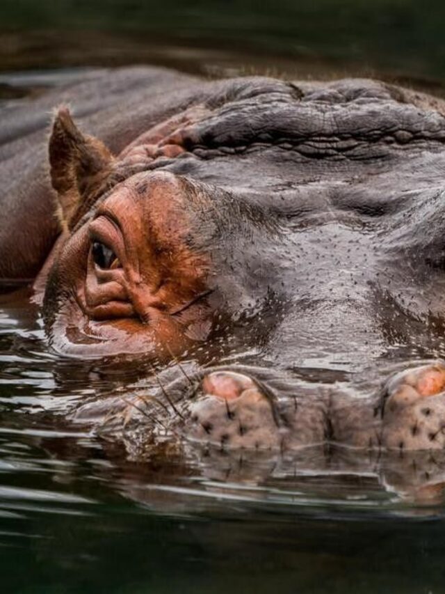 deadly animals