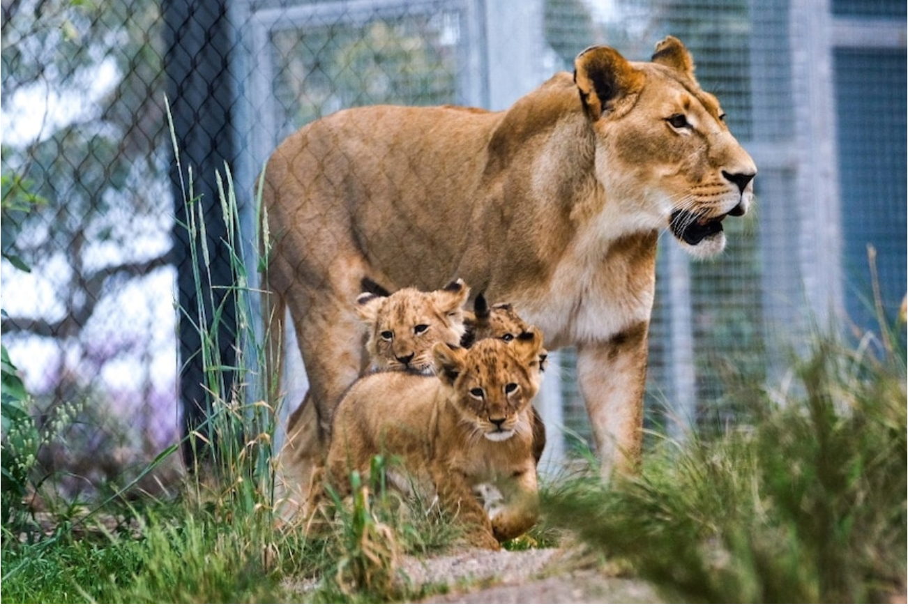 Taronga Zoo: Five lions escape exhibit at Sydney zoo