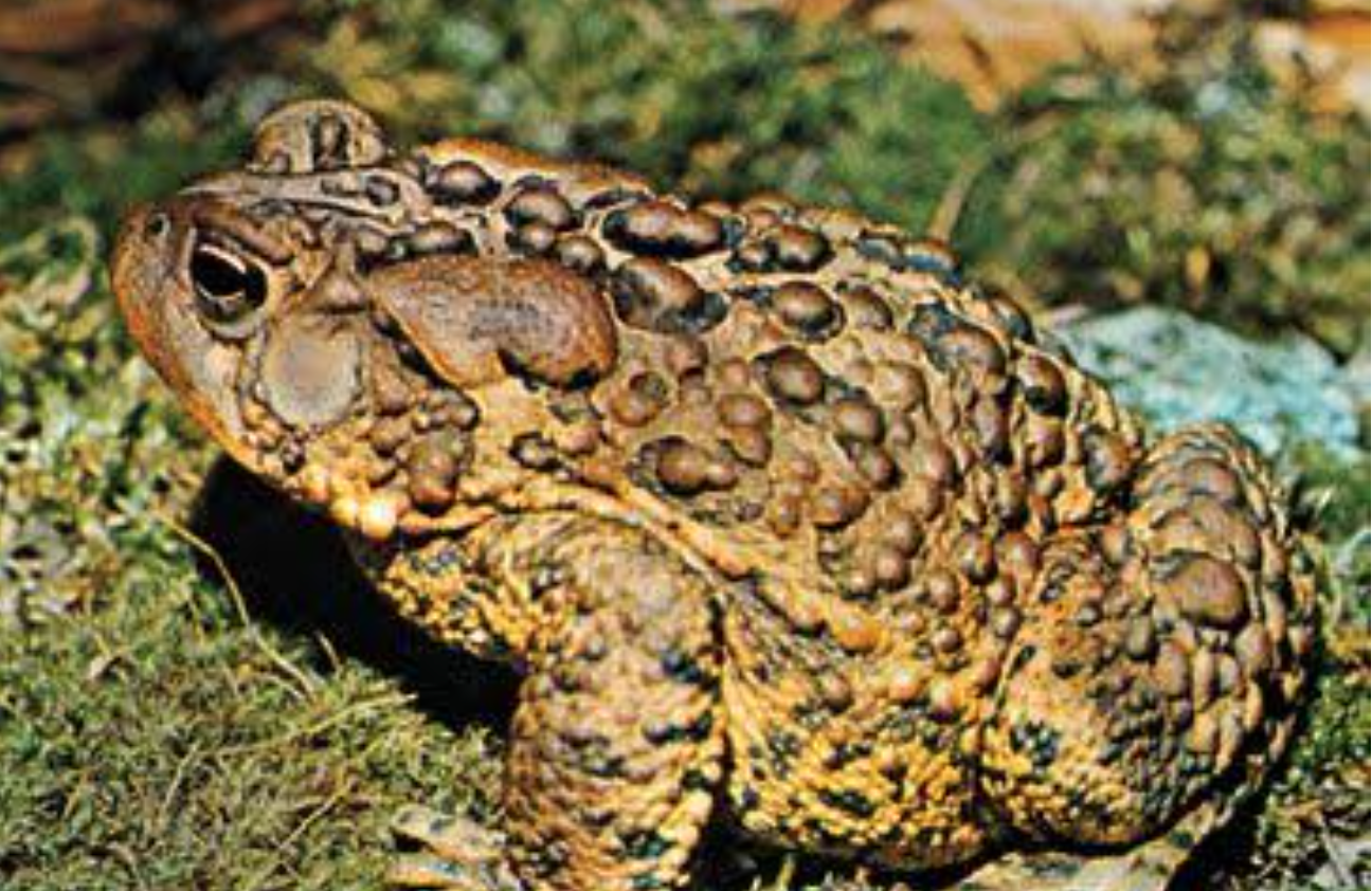 US National Park Service tells visitors to stop licking toads to get high