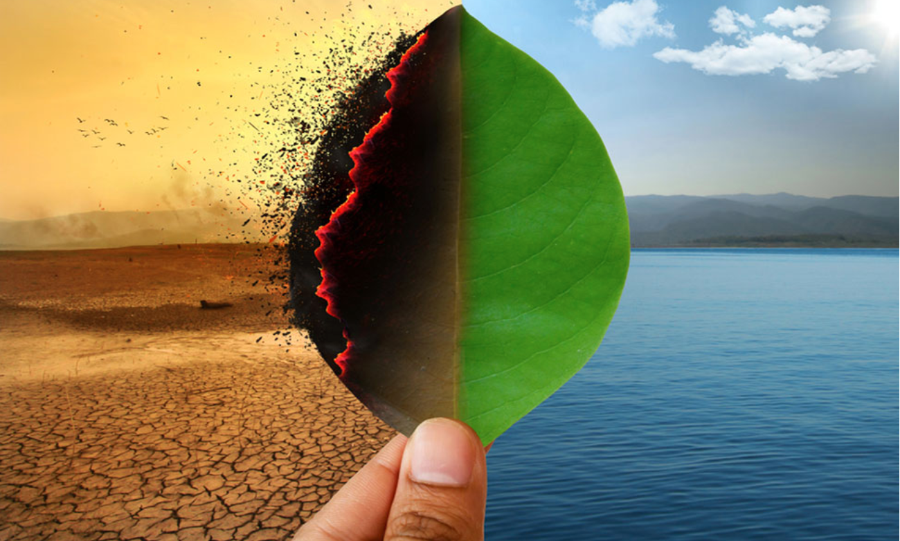 Climate change may kill 65 percent of insects on Earth, says a study