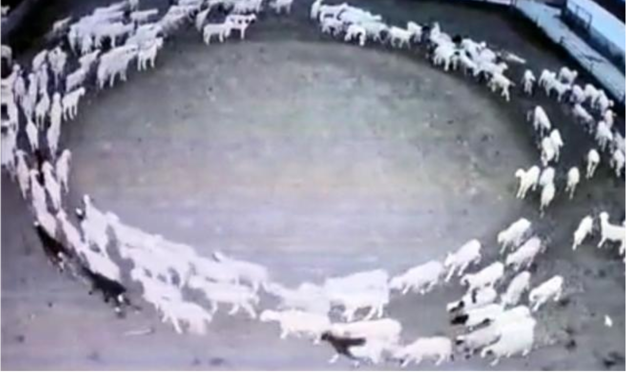 A huge flock of sheep spotted walking in a circle for 10 days straight in China