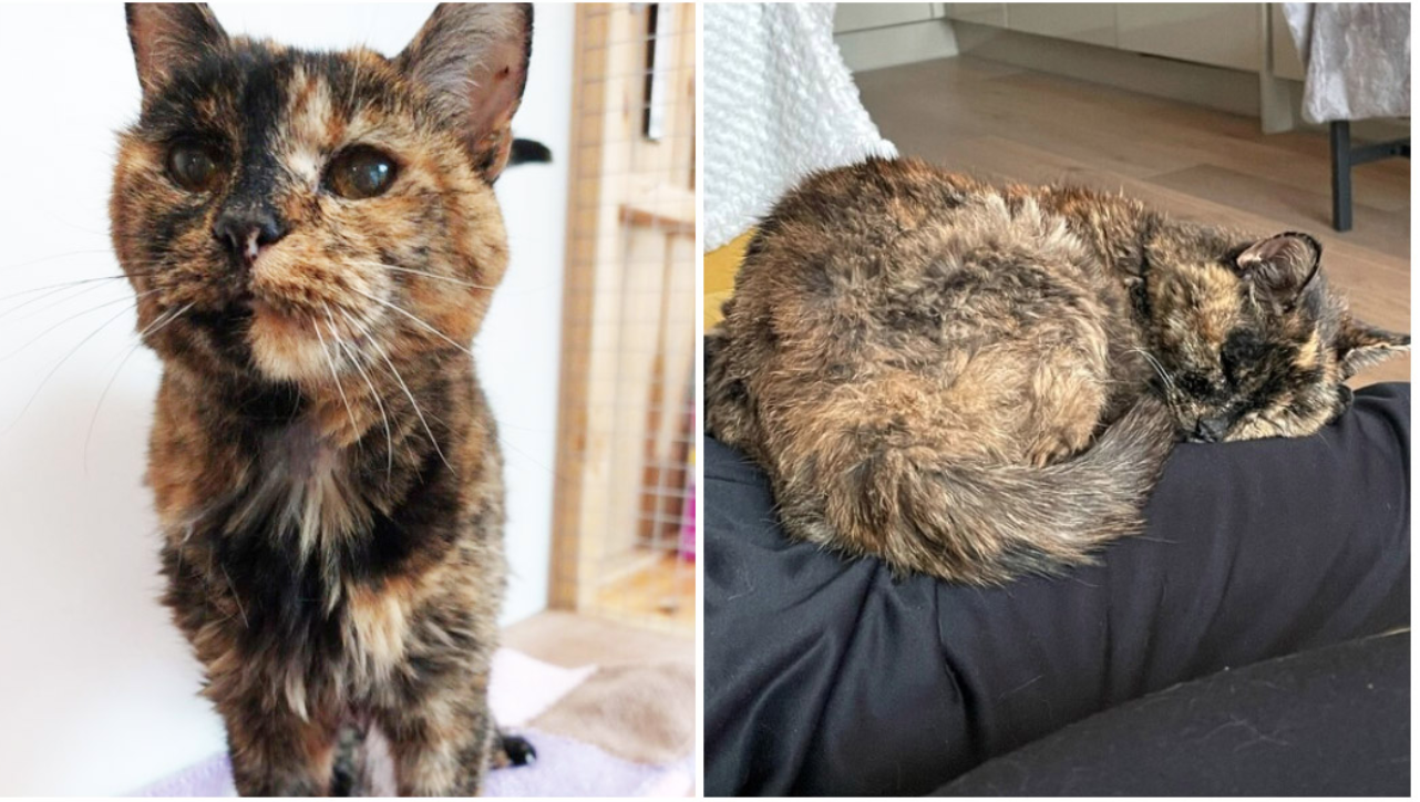Meet Flossie: The world’s oldest living cat is nearly 27 years old