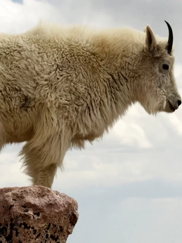 Mountain Goat