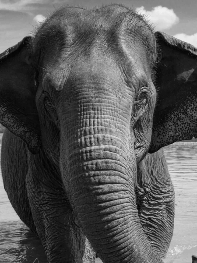 INTERESTING FACTS ABOUT ELEPHANTS