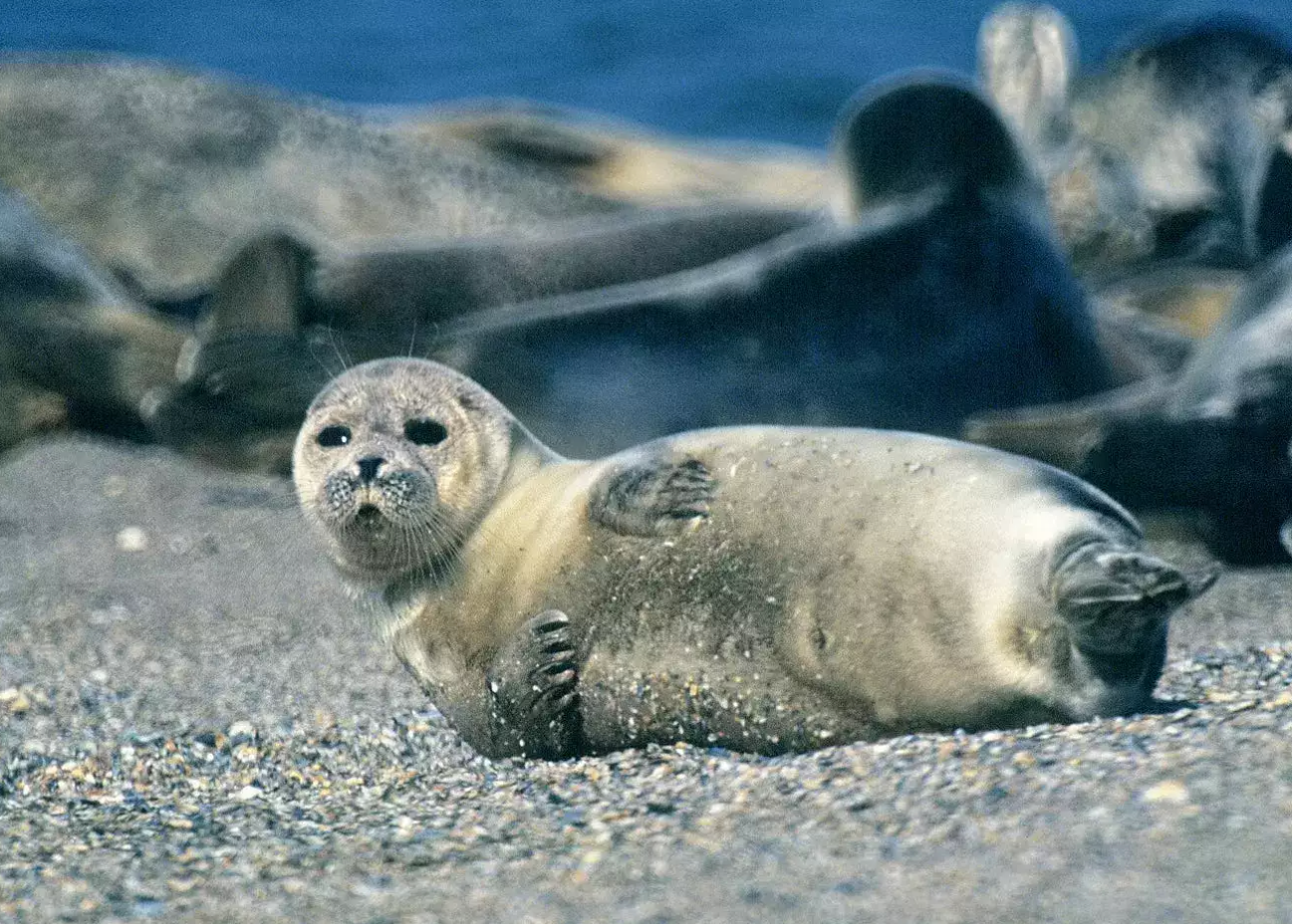 Around 2,500 seals were found dead along the Caspian Sea coast