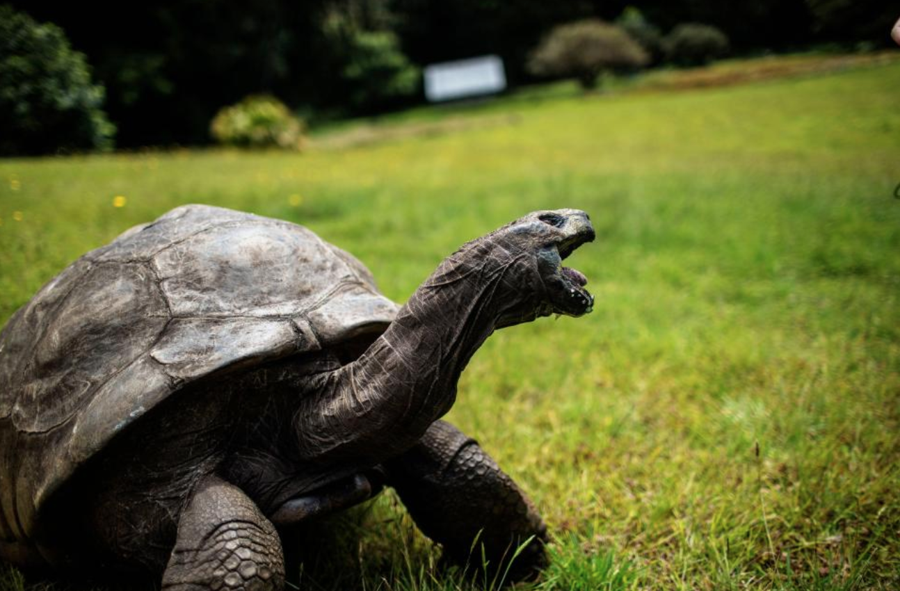 The world’s oldest land animal, Jonathan the tortoise, celebrates its 190th birthday