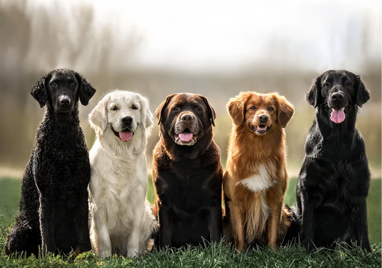 More than dog breed, genetics play a huge role in its behavior: Study