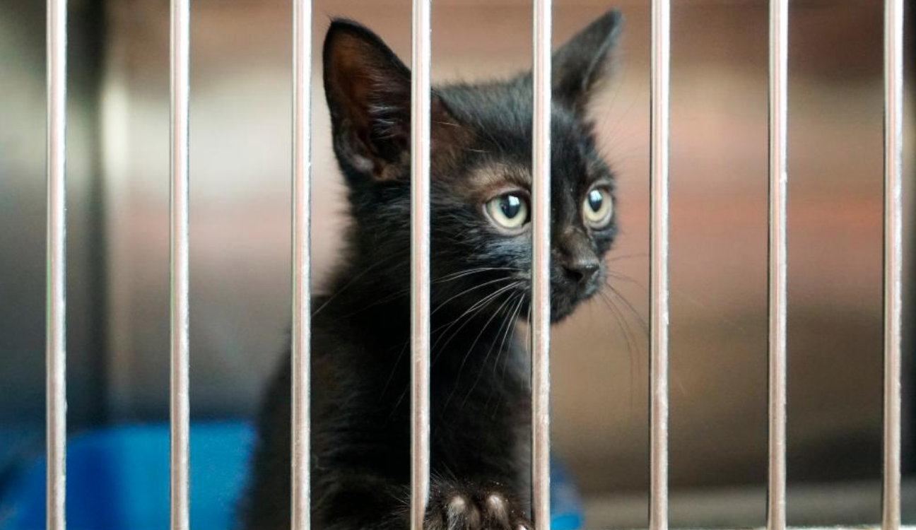 New York to prohibit the selling of dogs, cats, and rabbits in pet stores