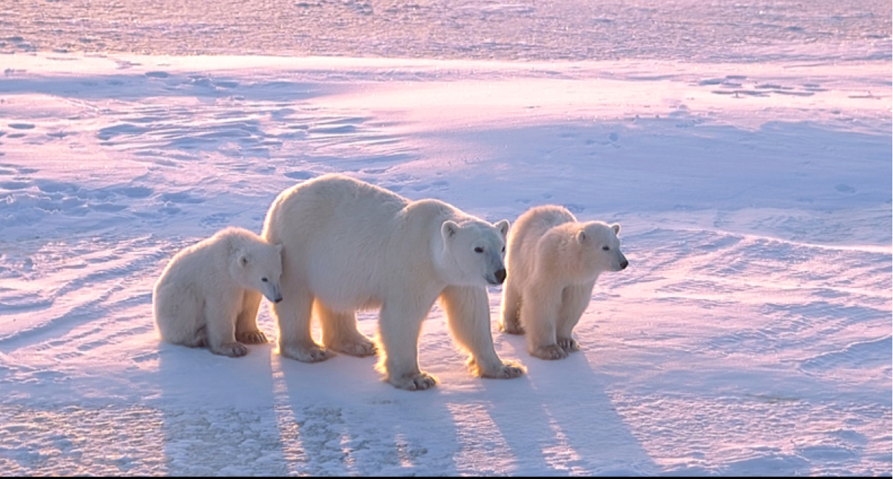 Breezy Explainer: Polar Bears in Western Hudson bay are dying. Here’s why