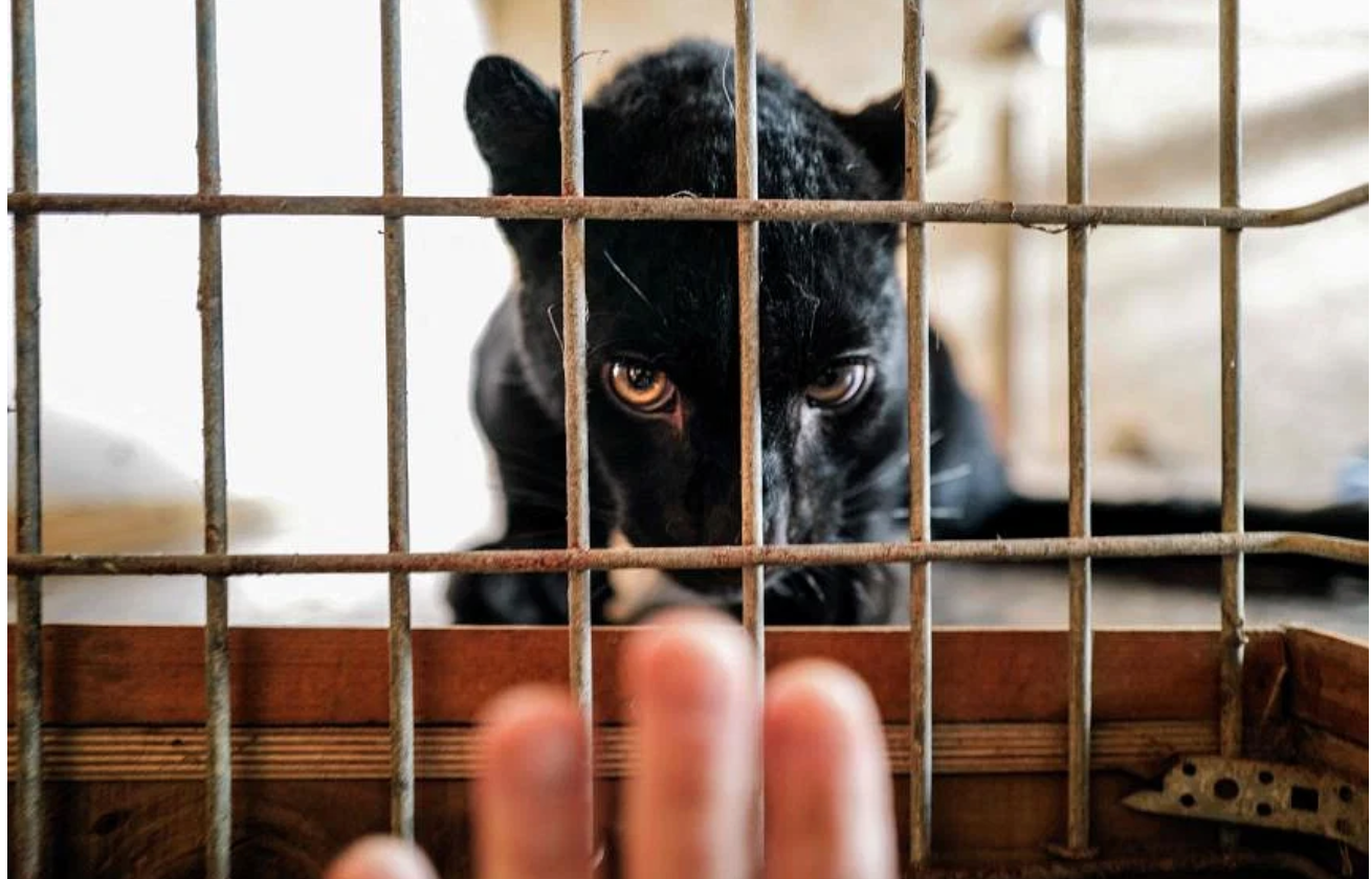 The Great Escape: Black panther cub, named Kiara, saved from war-torn Ukraine, gets a new home in France
