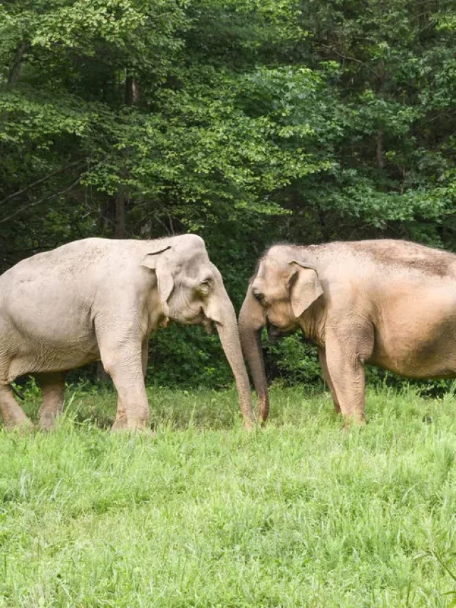 2-Elephant-Sanctuary--Asian-elephants--Shirley-and-Tarra_54_990x660