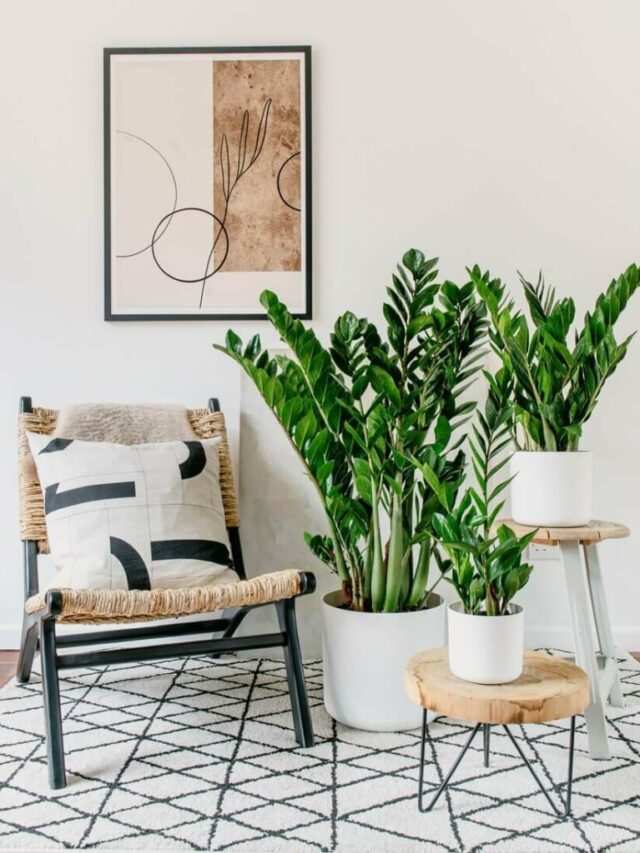 Best bedroom plants for a healthier and cleaner space