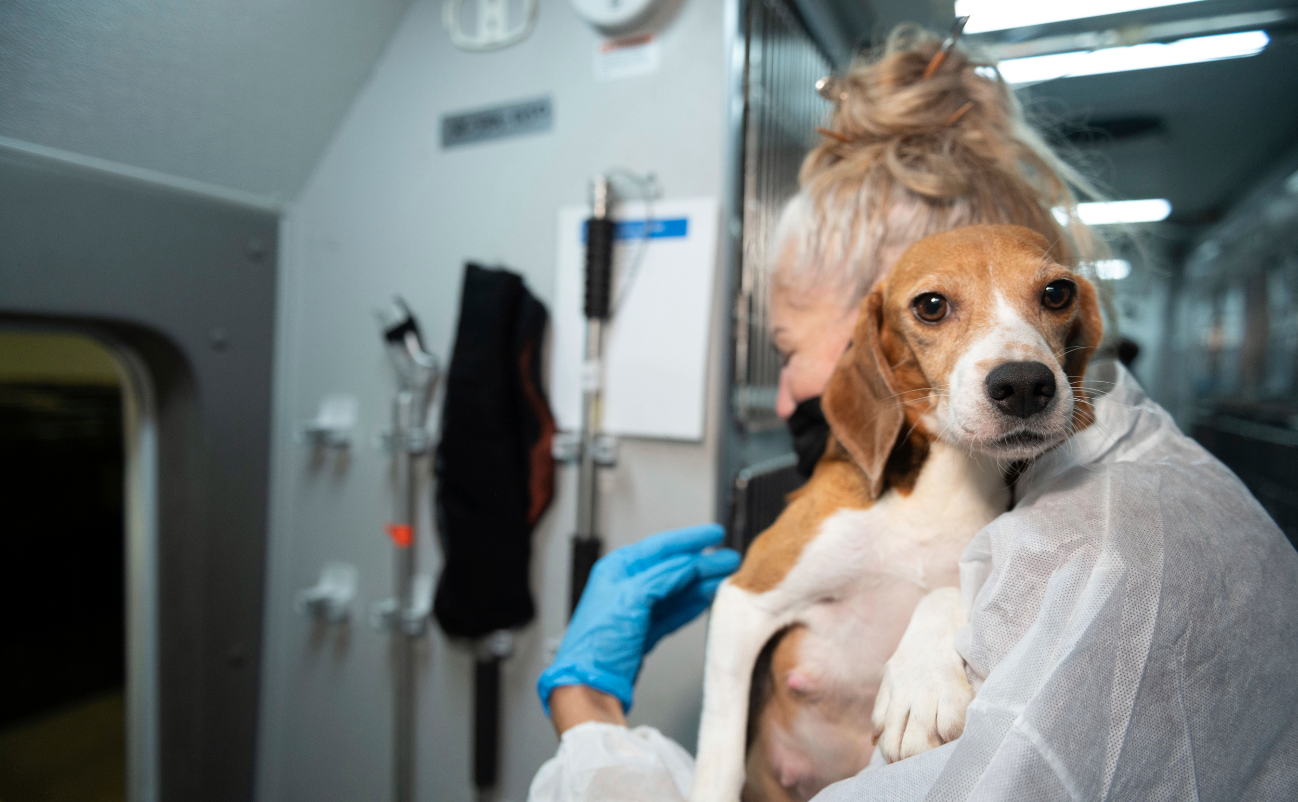Cruelty-free cosmetics act: New York state bans cosmetics animal testing