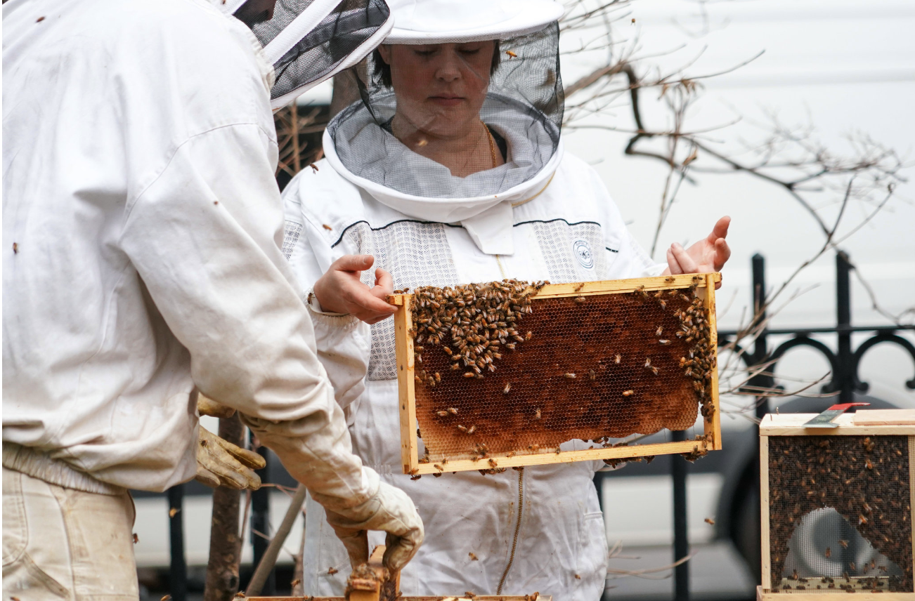 First ever vaccine for honeybees approved for use by the US