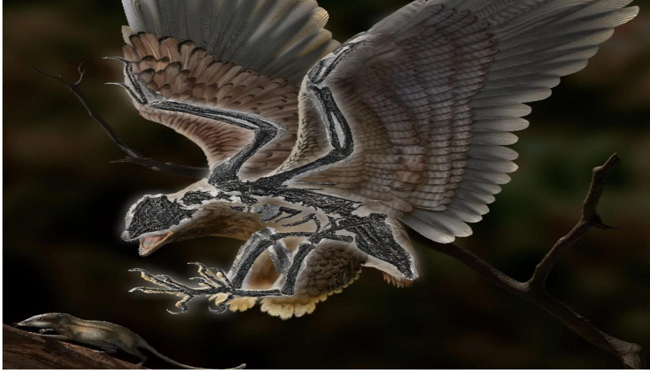 Cratonavis: Chinese researchers discover fossil of a creature that has a bird’s body and a dinosaur’s head