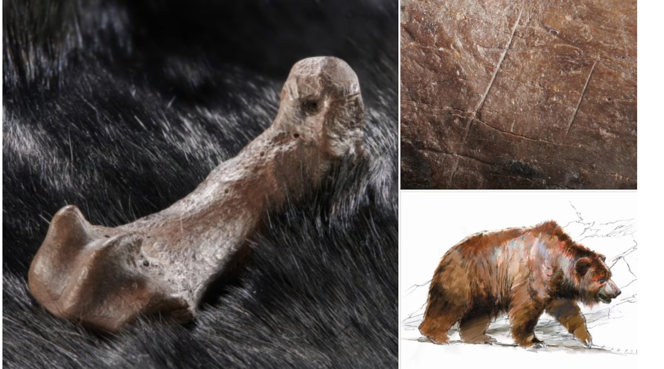 300,000-year-old markings hint at a rare example of Stone Age clothing: huge cave-bear skins