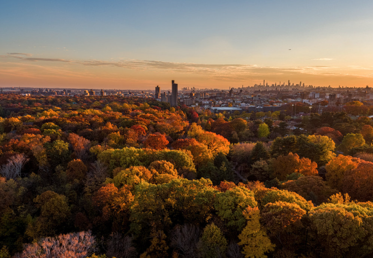 Transcend: All about the green burial startup turning people into trees