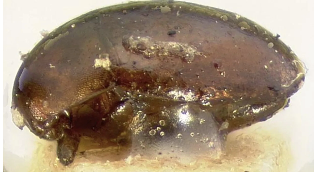 Christmas Eye: Tiny beetle behind Australia’s rare eye infection