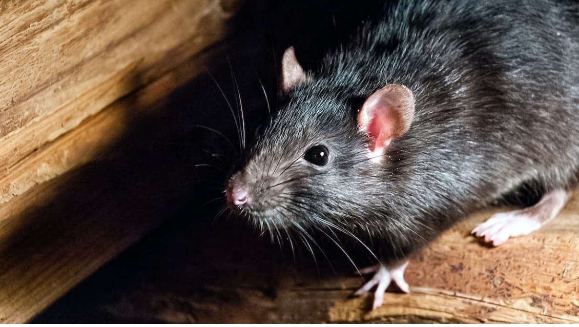 Maybe rats didn’t spread the Black Death after all, a new study suggests