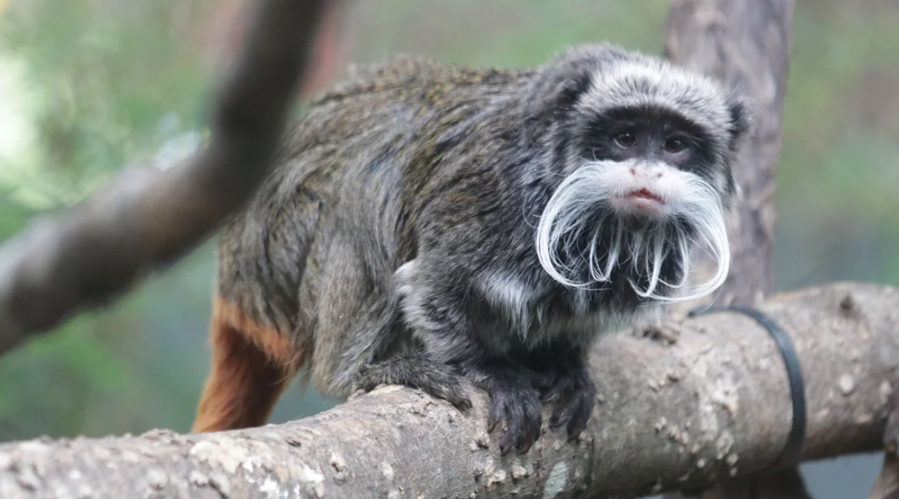 Missing Tamarin Monkeys forces Dallas Zoo to make “significant changes” in its security system