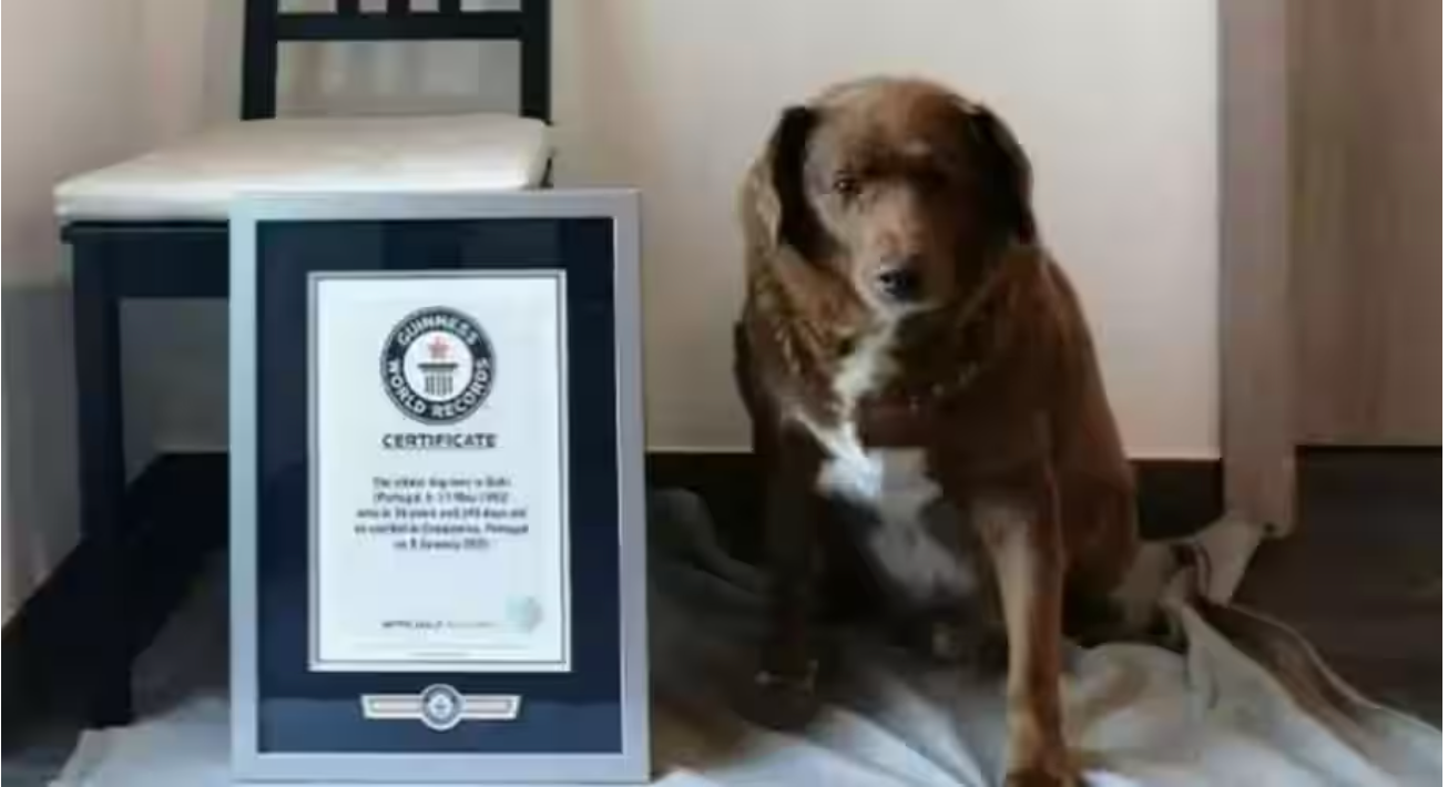 Unbelievable! Meet the world’s oldest canine ever – A 30-year-old Portuguese dog!