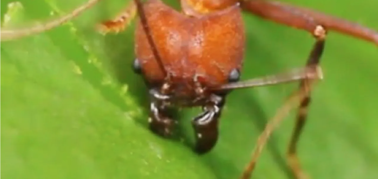 “The last of us”: ‘Zombie ant fungus’ in humans? Climate change raises fungi fears