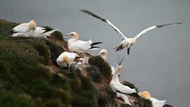 Plasticosis: Scientists discover a new illness in birds brought on by plastic intake