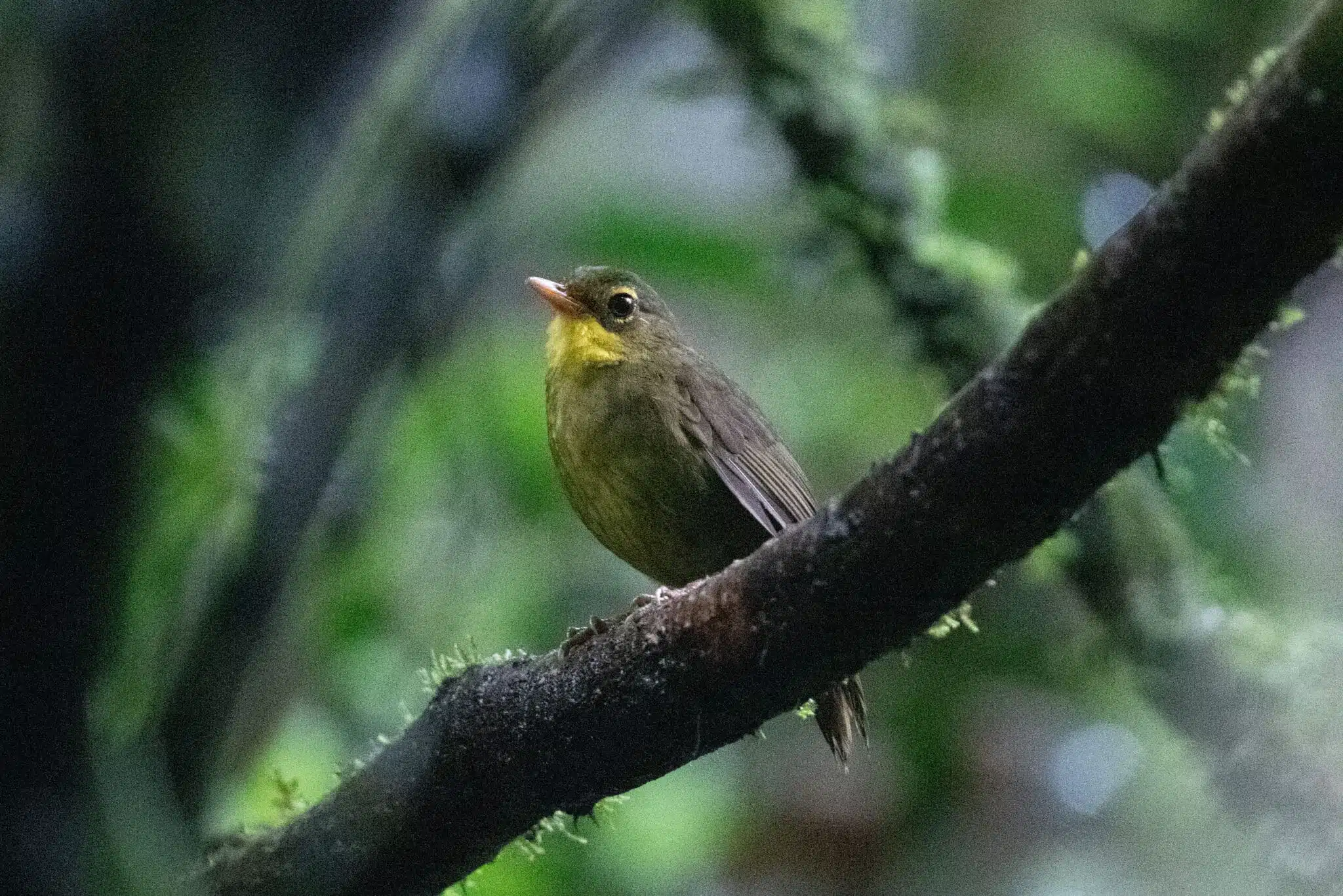 After 24 years of evading scientists mysterious songbird rediscovered in Madagascar