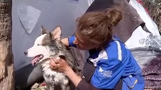 Husky dog rescued after spending 23 days trapped beneath Turkey’s earthquake rubble