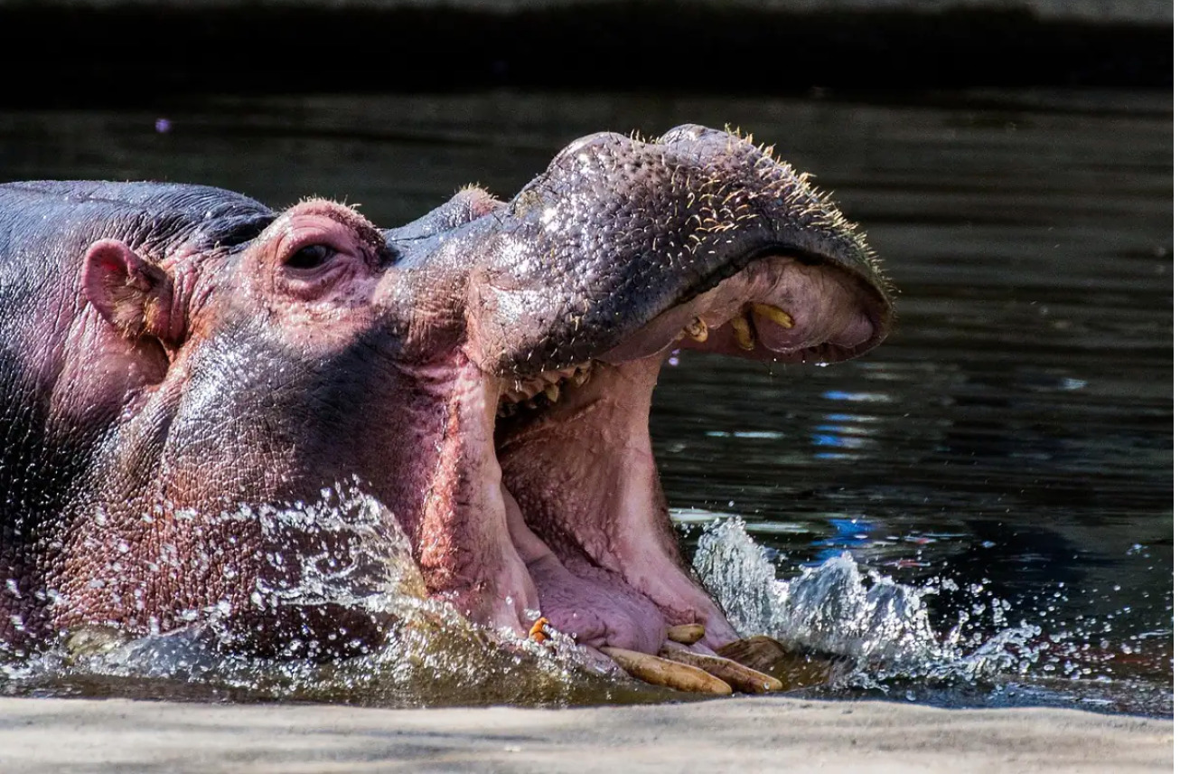 Colombia to send Pablo Escobar’s hippos to India, Mexico