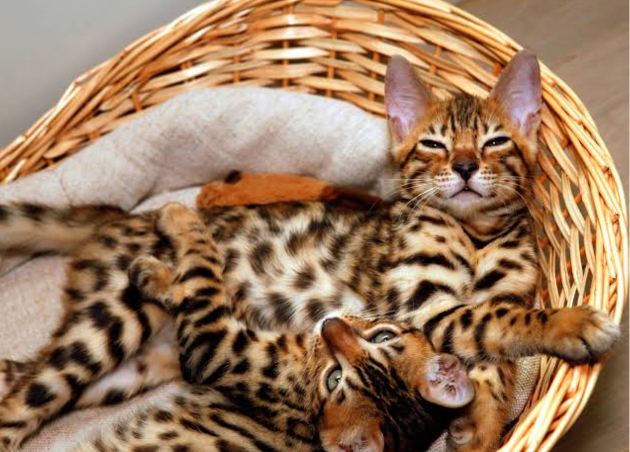 Mutilated Cat Carcasses in a Japanese city has sparked fear among residents: Reports