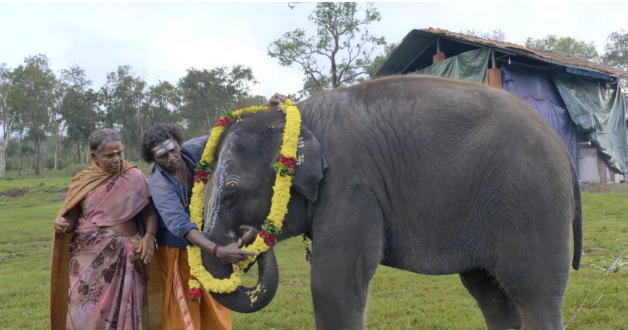 Tourists flock to a Tamil Nadu elephant camp as ‘The Elephant Whisperers’ wins at the Oscars