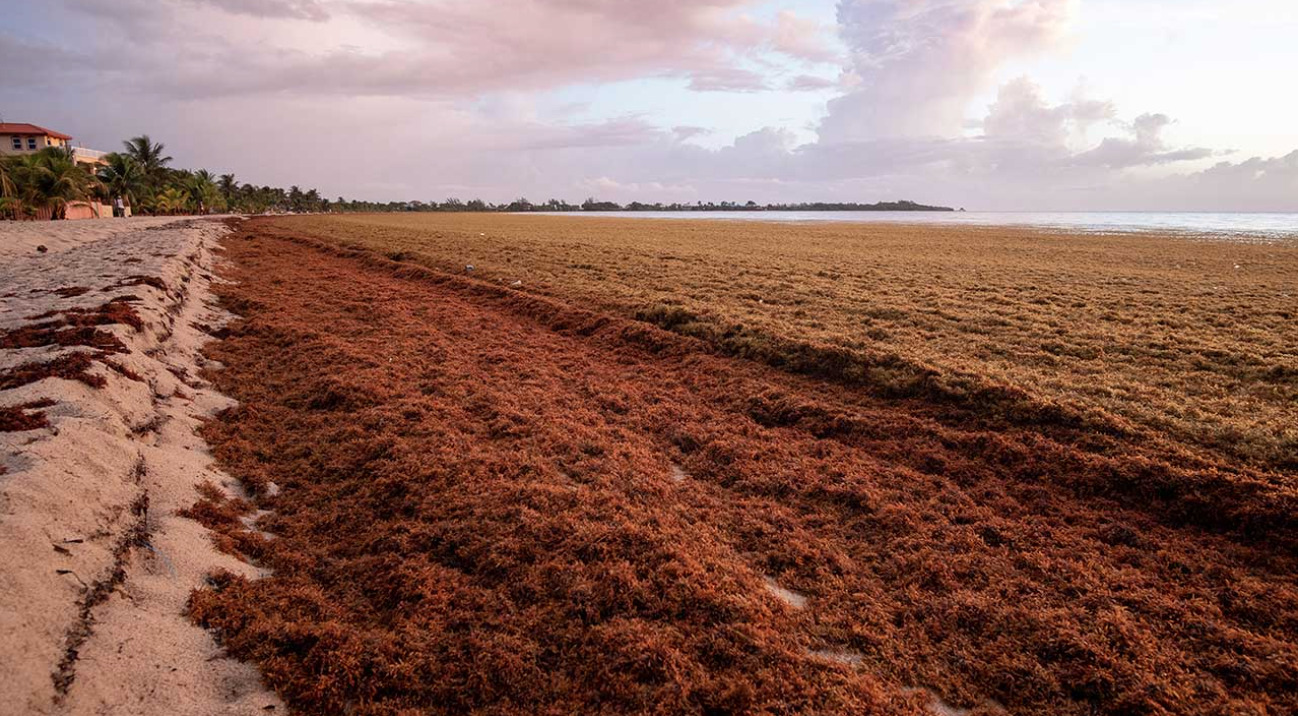 5000-mile carpet of seaweed that is visible from space threatens Mexico and Florida Beaches