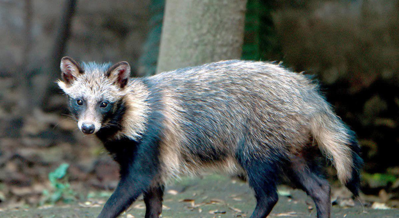 COVID might have spread from raccoon dogs being illegally sold in China: Study