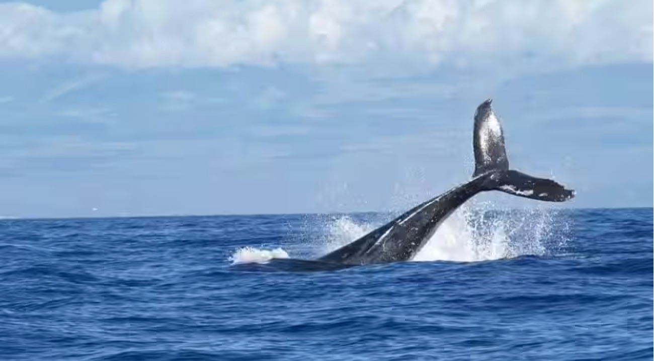 Huge whale sinks 44-foot yacht in the Pacific Ocean