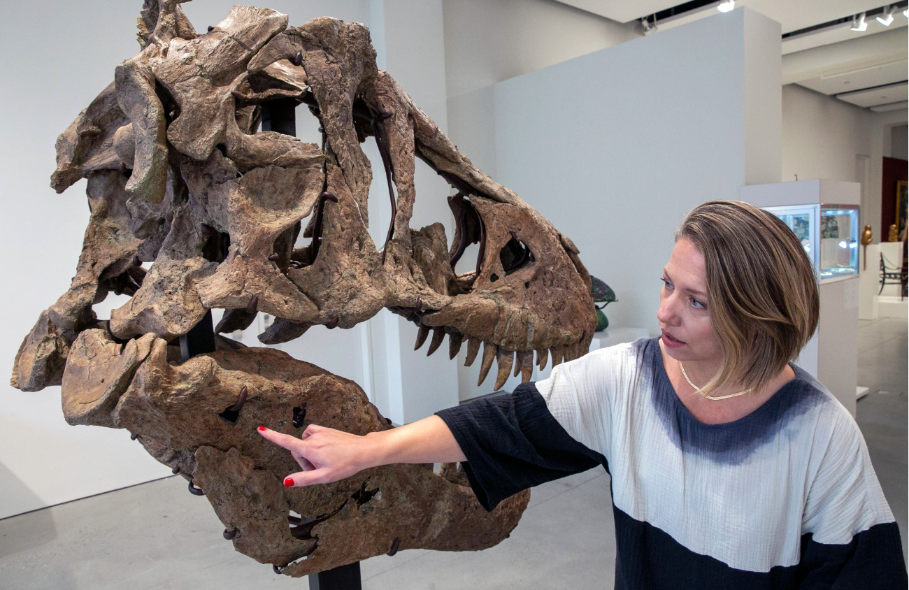 67-million-year-old T-Rex skeleton on display ahead of the auction