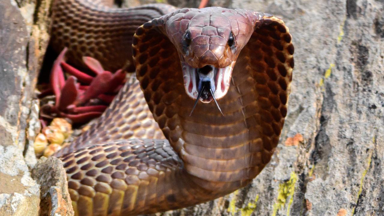 Snake fright! Pilot discovers poisonous snake in cockpit, makes an emergency landing