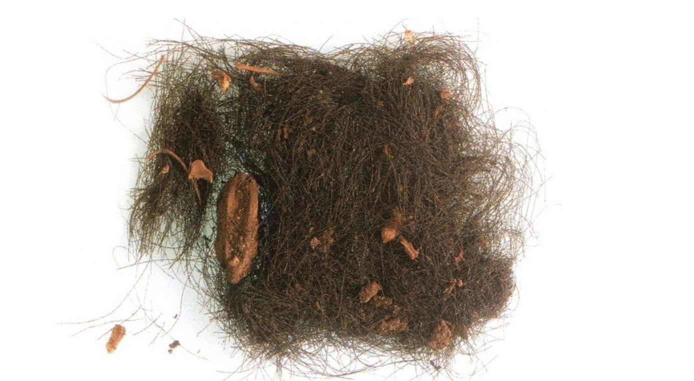 Spaniards were consuming drugs 3,000 years ago, study finds