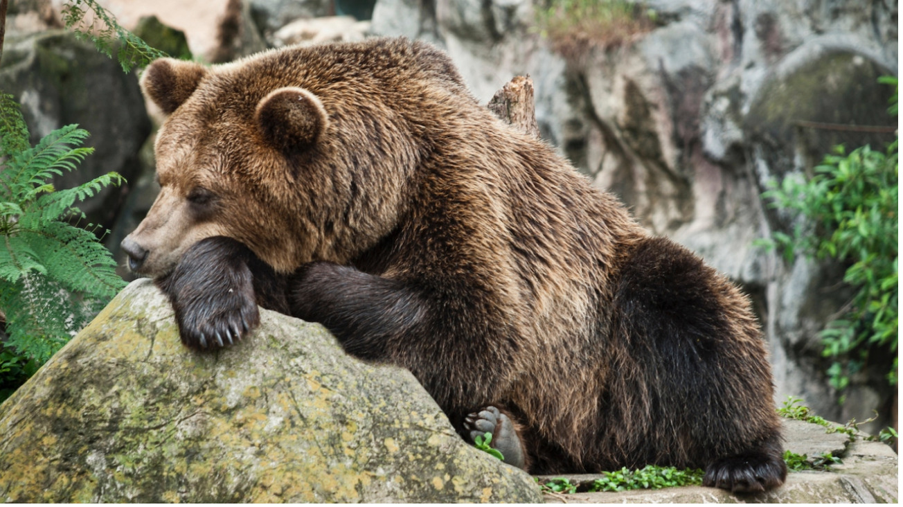 A new study reveals why hibernating bears don’t get blood clots