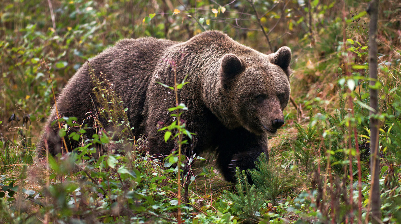 Stay on the execution of JJ4, a female bear that killed an Italian man