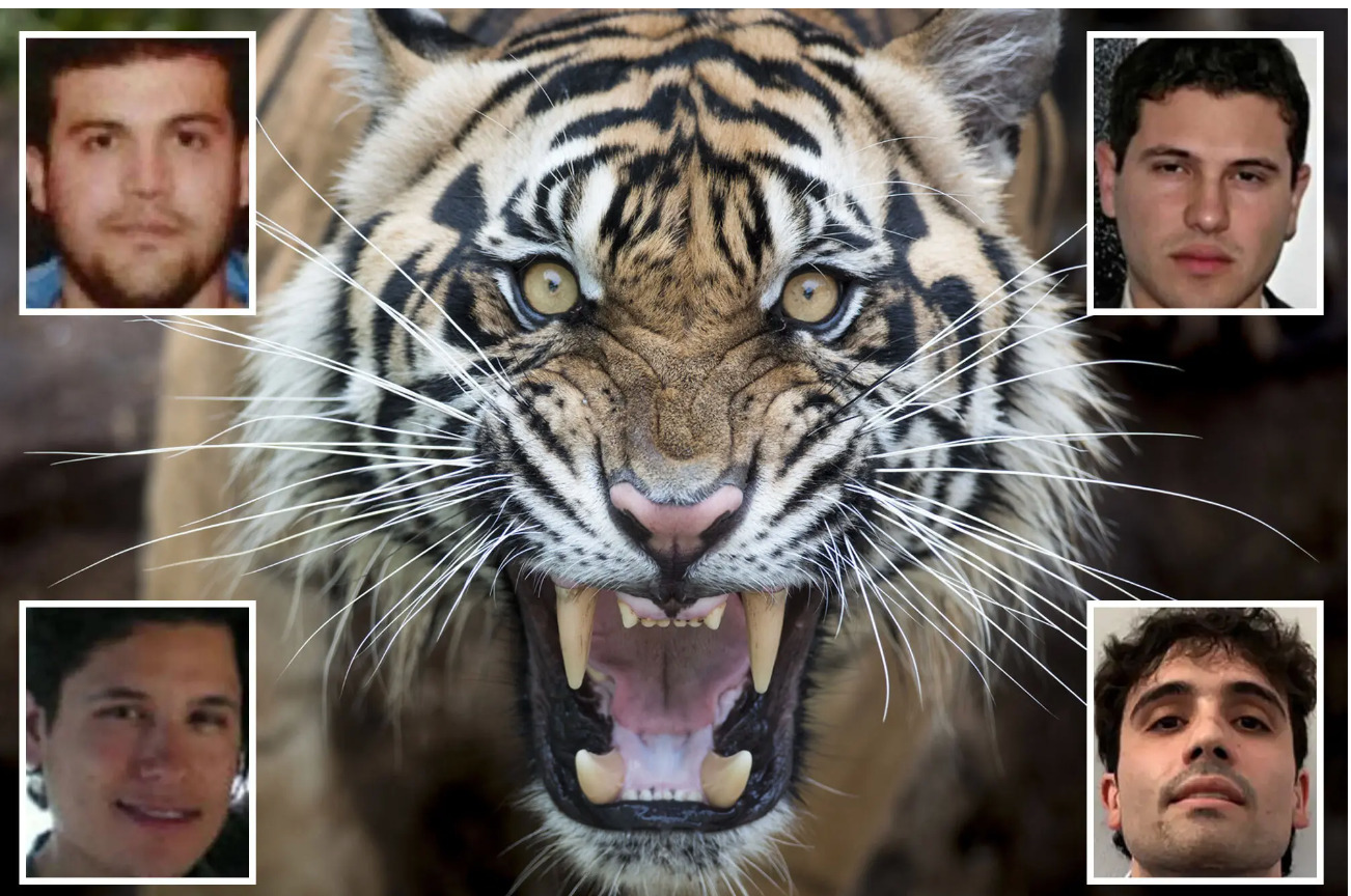 Jailed Mexican drug lord El Chapo’s sons killed victims by feeding them to pet tigers: US indictment