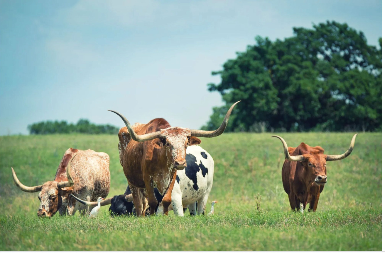 Texas- Dead cows mystery- Cattle left with tongues ‘removed’ and no blood in sight